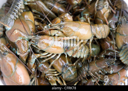 Amerikanische Krebse gefangen in der Themse in der Nähe von Faringdon Stockfoto