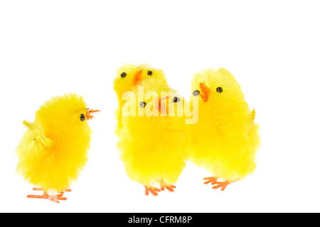 gelbe Chicklings, Foto auf dem weißen Hintergrund Stockfoto