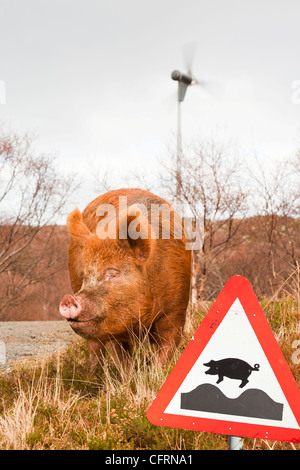 Freilandhaltung Schwein auf der Isle of Raasay, Scotland, UK. Stockfoto