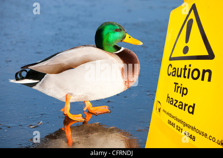 Eine männliche reservieren Stockente auf Eis Martin Mere Vogel in der Nähe von Ormskirk, Lancashire, UK mit einem Reise-Gefahr-Schild Stockfoto