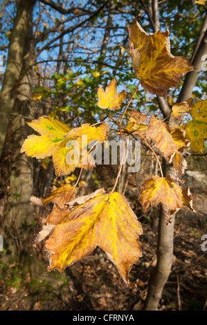 Bunte herbstliche Ahorn Blätter gegen blauen Himmel. Acer Pseudoplatanus. Stockfoto