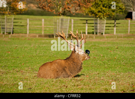 Rotwild-Hirsch mit einer Dohle, setzte sich auf seine Nase, Faulenzen in der Sonne Stockfoto