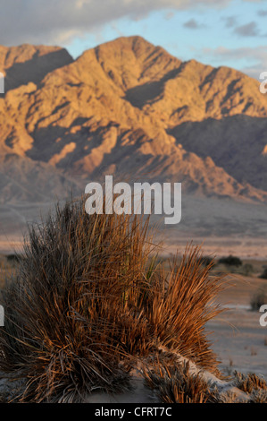 Die Berge von Moab im Araba-Tal. Stockfoto