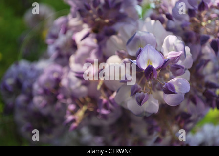 Detail der violetten Glyzinien Blüten an einem sonnigen Tag im Frühling Stockfoto