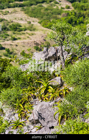 Typische Vegetation des nördlichen Madagaskar Stockfoto