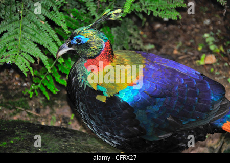 Himalayan Monal Fasan Stockfoto