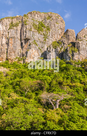 Typische Vegetation des nördlichen Madagaskar Stockfoto