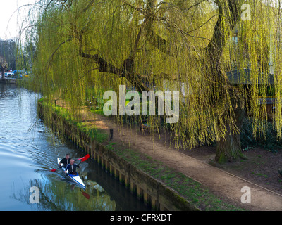 Der Fluss Wey mit Kanuten und Feder "Trauerweide" Baum Guildford Stadtzentrum Surrey UK Stockfoto