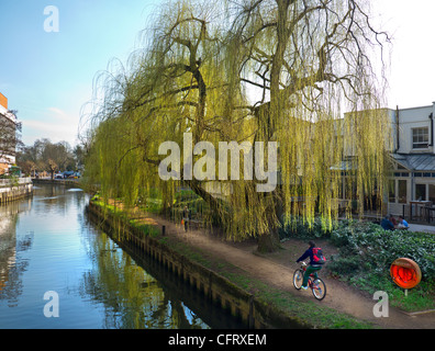 Der Fluss Wey mit Radfahrer am Leinpfad und Frühling "Trauerweide" Baum Guildford Stadtzentrum Surrey UK Stockfoto