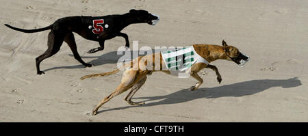 122006 Spt Ozzie der Mann (2of4) ERIK M. LUNSFORD/The Palm Beach Post 0031460A--Spt Story von Craig Dolch--WEST PALM BEACH--legendären Greyhound Racer Ozzie der Mann (unten) läuft eine Schulbildung Trainingsrunde Mittwoch im Kennel Club Palm Beach in West Palm Beach. Ozzie kehrte aus Ruhestand t Stockfoto