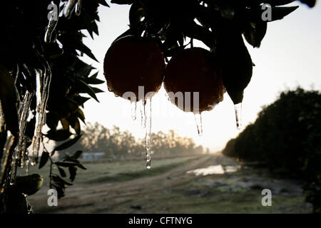 19. Januar 2007 - Orange Cove, CA, USA - Eiszapfen an baumeln ein Büschel von Orangen bei Sonnenaufgang im kalifornischen San Joaquin Valley am 19. Januar 2007. Zitrus Züchter Klammer in der Regel für Ernteschäden bei Temperaturen unter 26 ° c für vier oder mehr aufeinander folgenden Stunden dip.  In Orange zu decken, aber der merc Stockfoto