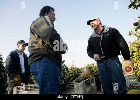 19. Januar 2007 - Orange Cove, CA, USA - nach dem Schneiden in eine Pomelo und Überprüfung auf Beschädigung, spricht TOM CLARK, ganz rechts, President und general Manager von Sunny Cove Verpackung Haus, mit Mike Marquez, Center und Juan Baca über die Auswirkungen des Einfrierens auf die regionalen citrus-Ernte. Marquez hatte s Stockfoto