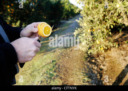 19. Januar 2007 - Orange Cove, CA, USA - TOM CLARK Reedley, CA-Scheiben in eine Orange zu suchende Einfrieren Schäden. Jetzt betreibt seine Verpackung Unternehmen sonnigen Bucht auf weniger als 50 % der üblichen Kapazität.  Clark sagt, dass 4000 seine 5000 erntereifen Äcker durch die Zitrusfrüchte Einfrieren zerstört wurden.   (C Stockfoto