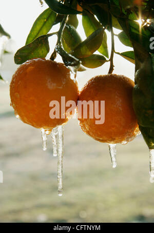 19. Januar 2007 - Orange Cove, CA, USA - Eiszapfen an baumeln ein Büschel von Orangen bei Sonnenaufgang im kalifornischen San Joaquin Valley am 19. Januar 2007. Zitrus Züchter Klammer in der Regel für Ernteschäden bei Temperaturen unter 26 ° c für vier oder mehr aufeinander folgenden Stunden dip.  In Orange zu decken, aber der merc Stockfoto