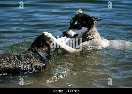 012907 Tc traf 1of1 Hund Meghan McCarthy/The Palm Beach Post 0033105A CLO Port St. Lucie-Odie, Recht, ein Husky, spielt mit seinem Freund Sasha, links, einen Labrador Retriever in Midport See Montag. Odie Besitzer Kathy Hughey(cq) von Port St. Lucie sagt, dass sie ihren Hund in der Nähe des Sees jeden Tag spielen lässt.  NICHT FÜR DI Stockfoto