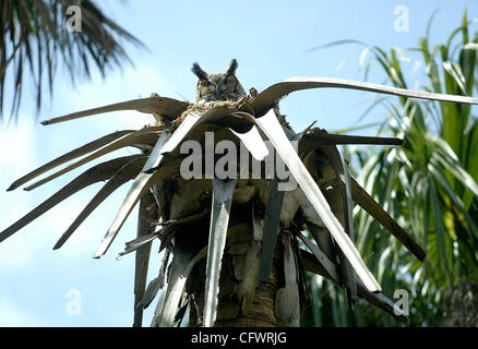 030707 Tc traf 3of3 Ozean Meghan McCarthy/The Palm Beach Post 0034877A CLO-Stuart-A Schleiereule auf ein Nest in einem Baum Kohlpalme auf dem Naturlehrpfad am Florida ozeanographische Coastal Center Mittwoch sitzt.  NICHT FÜR DEN VERTRIEB AUßERHALB COX PAPERS. PALM BEACH, BROWARD, MARTIN, ST. LUCIE, INDISCHE R Stockfoto