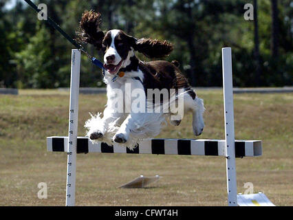 030807 Tc traf 2of4 Archie Meghan McCarthy/The Palm Beach Post 0034947A CLO Stuart-Ruth Burgart(cq), Stuart, Tests, ein Kurs für Fortgeschrittene, für die, den Sie mit ihrem Springer Spaniel Archie Donnerstag im Halpatiokee Park, der American Kennel Club Rally in Palm Bay dieses Wochenende bestimmt. "Ich habe sicher th machen Stockfoto