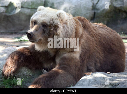 7. Mai 2007 - Sydney, NSW, Australien - ein Kodiak tragen im Taronga Zoo in Sydney. (Kredit-Bild: © Marianna Tag Massey/ZUMA Press) Stockfoto