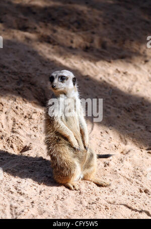 7. Mai 2007 - Sydney, NSW, Australien - ein Erdmännchen im Taronga Zoo in Sydney. (Kredit-Bild: © Marianna Tag Massey/ZUMA Press) Stockfoto