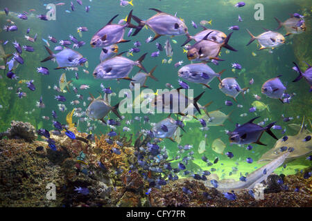 9. Mai 2007 - schwimmen Sie Sydney, New South Wales, Australien - verschiedene Arten von Fisch in einem der großen Tanks an der Sydney Aquarium. (Kredit-Bild: © Marianna Tag Massey/ZUMA Press) Stockfoto