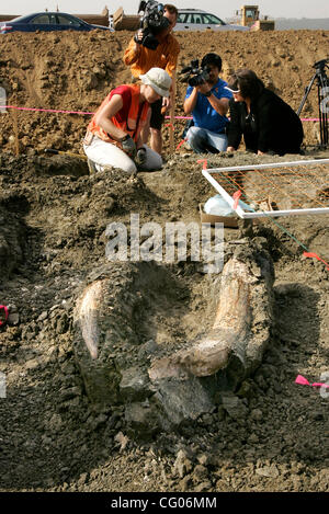 Donnerstag, 14. Juni 2007, Carlsbad, Kalifornien, USA Media Kameras Fokus Paläontologe Maggie Carrino, 29, links-Hintergrund, aus San Diego Natural History Museum, da sie entfernt Schlamm unter "Rippe" auf eine amerikanische Mastodon gefunden auf einer Baustelle aus der Kanone-Straße und College-Bo Kratzer Stockfoto