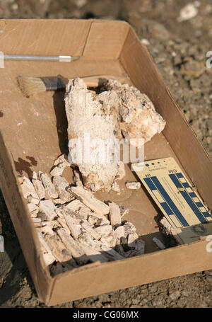 Donnerstag, 14. Juni 2007, Carlsbad, Kalifornien, Fragmente von einer amerikanischen Mastodons ausgegraben von einem Team aus dem San Diego Natural History Museum auf einer Baustelle aus der Kanone-Straße und College-Boulevard in Karlsbad auf Dienstag, 12. Juni 2007 USA Bone.  Die prähistorischen Säugetier ist ungefähr 12 Stockfoto