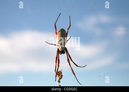 28. Juni 2007 - Alice Springs, ist Northern Territory, Australien - Huntsman Spinne eine gemeinsame Bezeichnung für die Familie Sparassidae (ehemals Heteropodidae). Größere Exemplare dieser Spinnen sind Holz-Spinnen in den meisten Teilen von Australien, durch ihre gemeinsame Vorliebe für bewohnen holzigen Ort genannt. Stockfoto