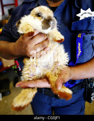 Animal Control Officer Amaka Watson hält eine hungernden vier Wochen alte Kaninchen in Oakland Animal Shelter in Oakland, Kalifornien, auf Dienstag, 3. Juli 2007. Die Kaninchen zeigt-und-einhälfte Zoll Marken des Unirne, wenn es unter den anderen neun weitere Kaninchen in elenden Bedingungen in einem Haus auf 2800 Bl gefunden wurde Stockfoto