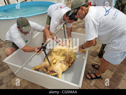 070707 traf Schildkröte Mutter Personal Foto von Allen Eyestone/The Palm Beach Post-0040244A--Juno Beach, FL... (l, R) Freiwillige Jef (Cq) Otten, Jeff Porter und Joel Penick wiegen und messen "Mutter" befindet sich ein unechte Meer vor der Freigabe der Schildkröte in den Ozean von Loggerhead Marinelife Center bei 142 Stockfoto