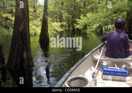 06.07.07: den letzten Regen verstärkt Wasserstände und Fluss in Fisheating Creek, einem Nebenfluss des Lake Okeechobee geschaffen haben. Bis Regen im Juni gestartet, konnten Teile des Baches oberhalb vom Campingplatz in Palmdale nicht wegen Niedrigwasser gepaddelt. (Foto von Willie Howard) Stockfoto