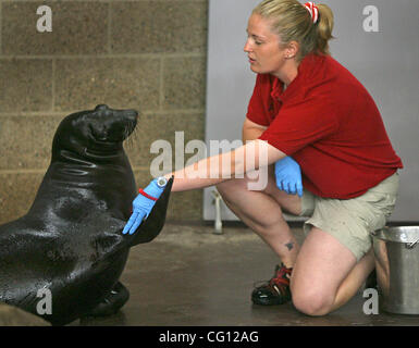 19. Juli 2007 - St. Paul, MN, USA - A seal Praktiken mit seinem Trainer.  (Kredit-Bild: © Bruce Bisping/Minneapolis Star Tribune/ZUMA Press) Stockfoto