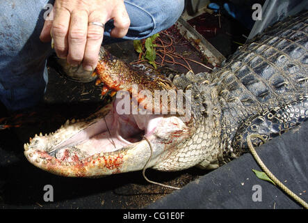 9. August 2007 - Bossier City, LA, USA - Foto ein 9' 8' Alligator nachdem er gefangen und getötet im flachen Fluss in Bossier City geprüft wird. (Kredit-Bild: © Jim Hudelson/die Shreveport Times / ZUMA Press) Einschränkungen: Keine Mags keine Verkäufe Stockfoto