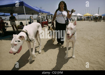 19. August 2007, SAN DIEGO, CA, USA , ging DIANA TAYLOR mit ihrer großen Dänen TITAN, links, und ARI, rechts, und Schäferhund DIEGO, bei einem großen Hund Annahme Event im Fiesta Island, August 19. Taylor zog gestern von Atlanta nach San Diego und nahm ihren Hunden, die ehemalige Rettung Tiere t waren Stockfoto