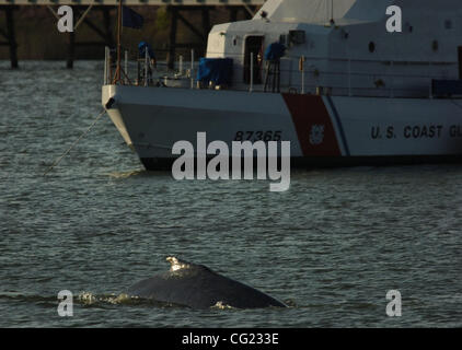 Ein Buckelwal kommt an die Oberfläche vor einem US-Küstenwache Schiff in See Washington an den Hafen von Sacramento in West Sacramento auf Donnerstag, 17. Mai 2007. (Der Sacramento Bee Hector Amezcua) Stockfoto