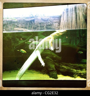 Sept. 06, 2011 - San Francisco, CA, USA - 16 - jährige Albino Alligator namens CLAUDE an der California San Francisco Academy of Sciences im Golden Gate Park. Aufgrund seines Zustandes Albino ist Claude 80 % blind, San Francisco, Kalifornien, USA. (Kredit-Bild: © Veronika Lukasova/ZUMAPRESS.com) Stockfoto