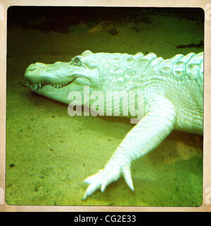 Sept. 06, 2011 - San Francisco, CA, USA - 16 - jährige Albino Alligator namens CLAUDE an der California San Francisco Academy of Sciences im Golden Gate Park. Aufgrund seines Zustandes Albino ist Claude 80 % blind, San Francisco, Kalifornien, USA. (Kredit-Bild: © Veronika Lukasova/ZUMAPRESS.com) Stockfoto