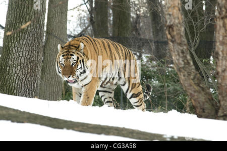 Ein Tiger im Schnee im Bronx Zoo. New York City, USA - 28.12.10 Stockfoto