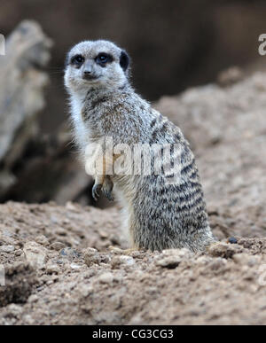 Ein Erdmännchen während der Londoner Zoo jährliche Lager nehmen, wo jeder Vogel, Tier, Bug und Fische gezählt wird. Der Zoo ist Heimat für 600 Tierarten und Zehntausende von Kreaturen. London, England - 04.01.11 Kredit obligatorisch: Zak Hussein/WENN.com Stockfoto