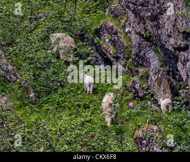 1. Juli 2012 - Alaska, US - eine Familie von trittsicheren Bergziegen [Oreamnos Americanus] Klettern eine steile und schroffe Spur in der Resurrection Bay Gegend von Kenai-Fjords-Nationalpark, Alaska. Zwei kleine Kinder zu sehen, in der Mitte und auf der rechten Seite. Eine geschätzte 3.600 bis 4.600 Bergziegen besetzen der Kenai-Halbinsel. 1980 gegründet, umfasst der Nationalpark 1.760 Quadrat-Meilen von der Kenai-Halbinsel. (Kredit-Bild: © Arnold Drapkin/ZUMAPRESS.com) Stockfoto