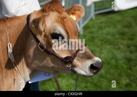 Yorkshire, Vereinigtes Königreich. 28. August 2012.  Preisgekrönte Jersey Kuh im 115. jährliche Kilnsey zeigen & Sports an Feiertag Dienstag, 28. August 2012. Die Yorkshire Dales Prunkstück ist von Upper Wharfedale Landwirtschafts-Gesellschaft in der Nähe von Kilnsey Crag 12 Meilen nördlich von Skipton inszeniert. Bildnachweis: Cernan Elias / Alamy Live News Stockfoto