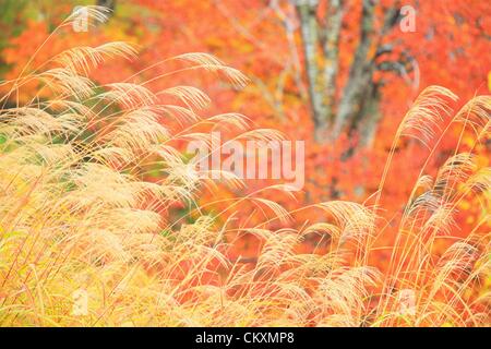 Die Jahreszeiten in Japan sind sehr wichtig für die Japaner. Gerade im Frühjahr freuen uns Menschen die Kirschblüten im Herbst Menschen warten auf den Wechsel der Farbe der Blätter. Herbst ist die Jahreszeit für Essen, trainieren und lesen und im Herbst viele Schulen und Gemeinden halten Sportfeste. Anzeigen, bunte Blätter (oder Kouyou) ist auch Poplular unter den ausländischen Reisenden und als bei den meisten Dingen Japanisch es gibt Listen von Wetten Orte zu sehen Farben fallen. Herbstfarben können in der Regel gesehen werden zuerst in der nördlichen Insel Hokkaido Anfang September und dann verteilt sich die wichtigsten Stockfoto