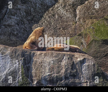 1. Juli 2012 - Alaska, US - einen bellenden dominierenden männlichen Stier Steller Seelöwen [Eumetopias Jubatus] und ein Liegerad weiblich, in der Nähe von Cape Auferstehung in Kenai Fjords Nationalpark, Alaska, wo mehrere große Felsinseln Seelöwen â €œhaul-Outsâ als dienen € und â €œrookeriesâ€ wo sie abtrocknen, warm up und Paaren. Sie sind über einen großen Teil ihres Verbreitungsgebietes in Alaska als gefährdete Arten durch bedeutende, unerklärte Rückgänge in ihren Nummern aufgeführt. (Kredit-Bild: © Arnold Drapkin/ZUMAPRESS.com) Stockfoto