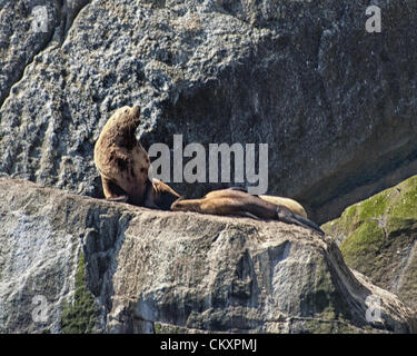 1. Juli 2012 - Alaska, US - einen bellenden dominierenden männlichen Stier Steller Seelöwen [Eumetopias Jubatus] und ein Liegerad weiblich, in der Nähe von Cape Auferstehung in Kenai Fjords Nationalpark, Alaska, wo mehrere große Felsinseln Seelöwen â €œhaul-Outsâ als dienen € und â €œrookeriesâ€ wo sie abtrocknen, warm up und Paaren. Sie sind über einen großen Teil ihres Verbreitungsgebietes in Alaska als gefährdete Arten durch bedeutende, unerklärte Rückgänge in ihren Nummern aufgeführt. (Kredit-Bild: © Arnold Drapkin/ZUMAPRESS.com) Stockfoto