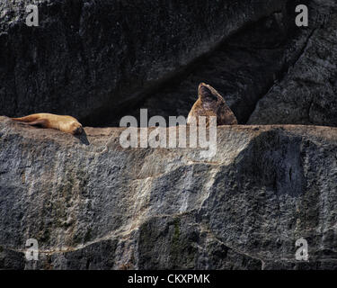 1. Juli 2012 - Alaska, US - einen bellenden dominierenden männlichen Stier Steller Seelöwen [Eumetopias Jubatus] und ein Liegerad weiblich, in der Nähe von Cape Auferstehung in Kenai Fjords Nationalpark, Alaska, wo mehrere große Felsinseln Seelöwen â €œhaul-Outsâ als dienen € und â €œrookeriesâ€ wo sie abtrocknen, warm up und Paaren. Sie sind über einen großen Teil ihres Verbreitungsgebietes in Alaska als gefährdete Arten durch bedeutende, unerklärte Rückgänge in ihren Nummern aufgeführt. (Kredit-Bild: © Arnold Drapkin/ZUMAPRESS.com) Stockfoto