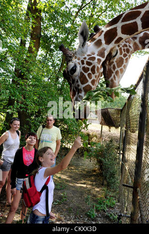 Brno, Tschechische Republik. 30. August 2012. Netzartige Giraffe in den Zoo Brno, Tschechische Republik, 30. August 2012. (Foto/Vaclav Salek CTK) Stockfoto