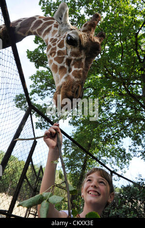 Brno, Tschechische Republik. 30. August 2012. Netzartige Giraffe in den Zoo Brno, Tschechische Republik, 30. August 2012. (Foto/Vaclav Salek CTK) Stockfoto