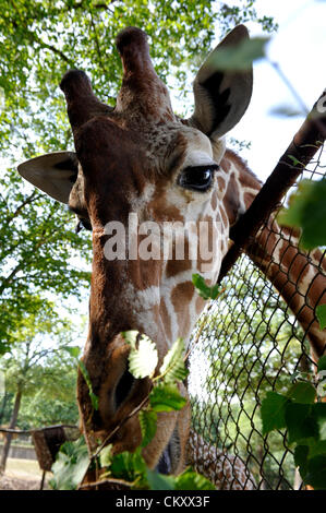 Brno, Tschechische Republik. 30. August 2012. Netzartige Giraffe in den Zoo Brno, Tschechische Republik, 30. August 2012. (Foto/Vaclav Salek CTK) Stockfoto