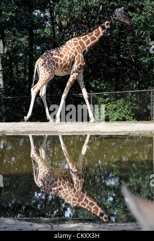 Brno, Tschechische Republik. 30. August 2012. Netzartige Giraffe in den Zoo Brno, Tschechische Republik, 30. August 2012. (Foto/Vaclav Salek CTK) Stockfoto