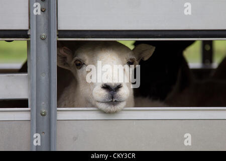 Transport von Schafen durch Ifor WIlliams Anhänger aus dem Verkauf der Schafe am Lovesgrove, in der Nähe von Aberystwyth. Stockfoto