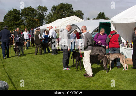 2. September 2012. Northants Greyhound Rescue Gala Day. Im Holiday Inn. Crick.  Northamptonshire UK. NGR wurde ist eine Wohltätigkeitsorganisation registriert und im Jahr 2000, im Ruhestand, verlassene und unerwünschte Windhunde im Bereich Northamptonshire eine Rettung, Rehabilitation und Notvermittlung Service anzubieten. Stockfoto